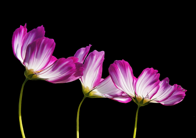 3 conseils pour bien choisir ses plantes artificielles