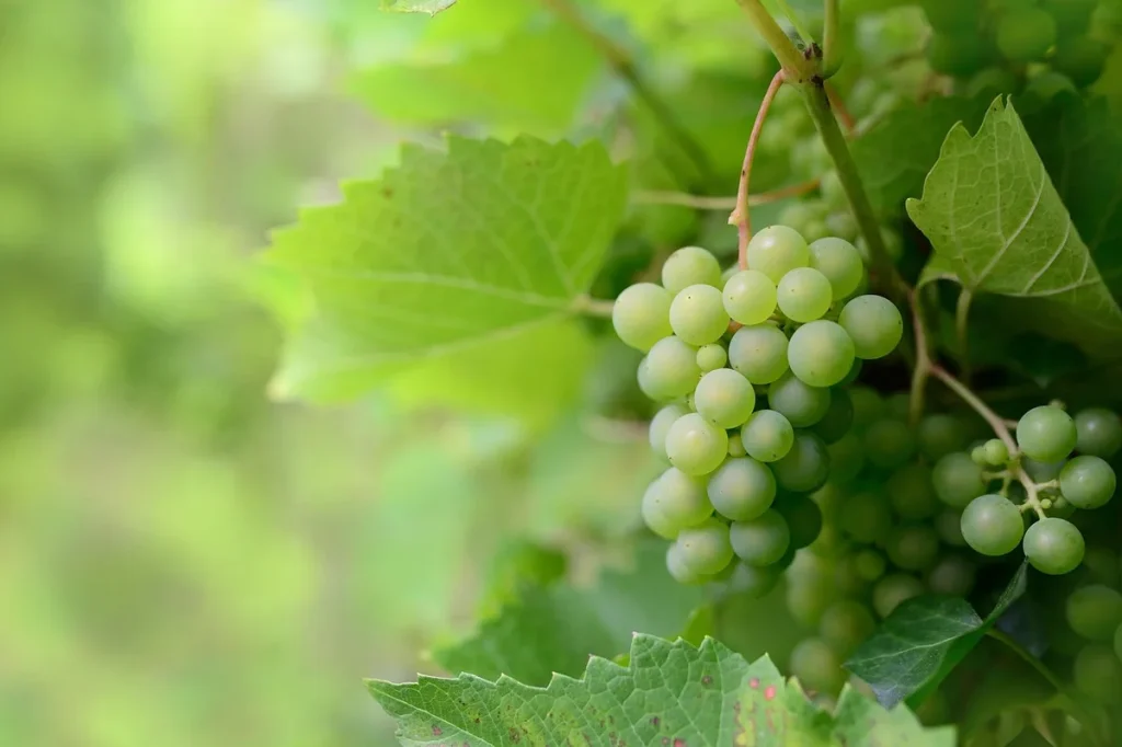 cépage Vernceau de Gironde raisins couleur rubis brillant